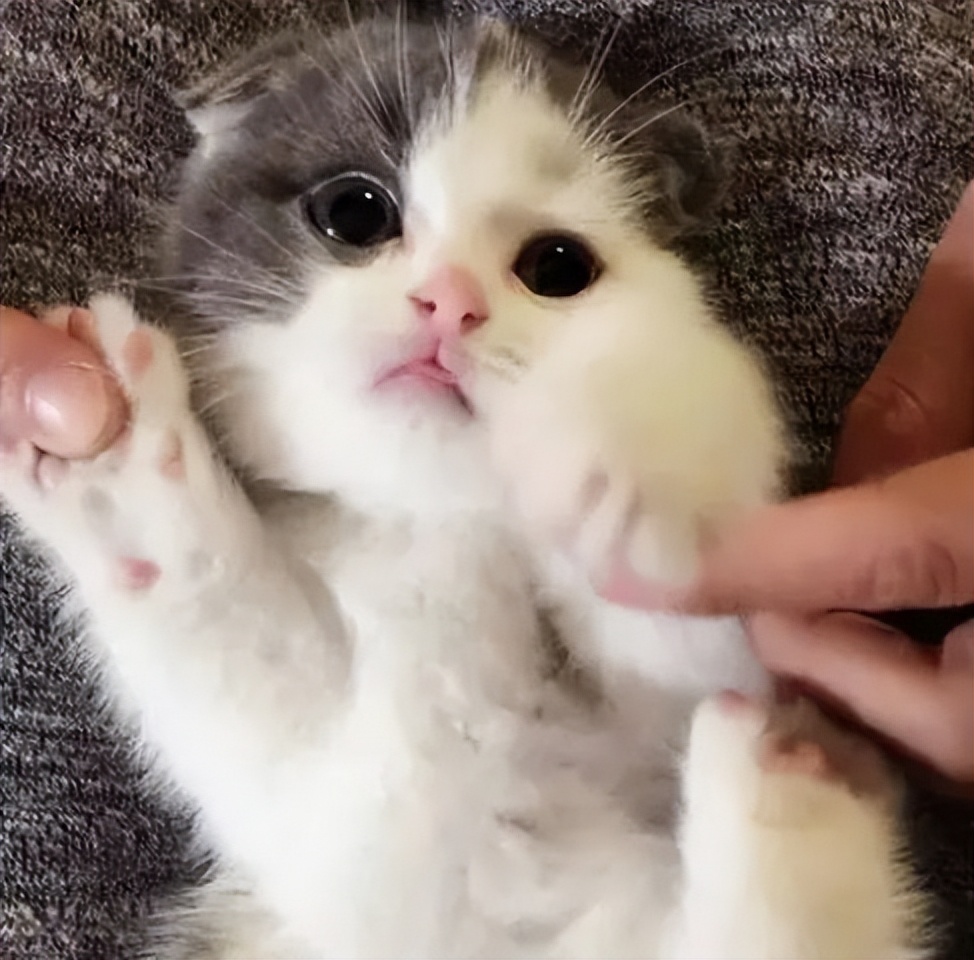 猫咪有肛门腺应该怎么治疗,猫咪有了尿垢怎么办