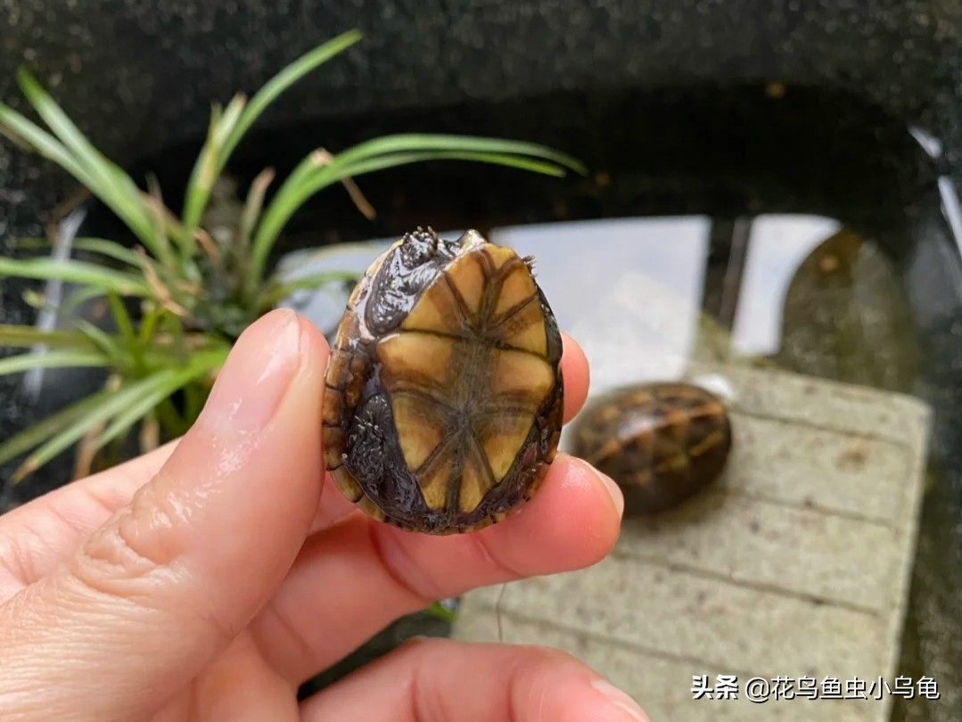 果核龟和果盔龟区别,果核泥龟世界上最小的乌龟