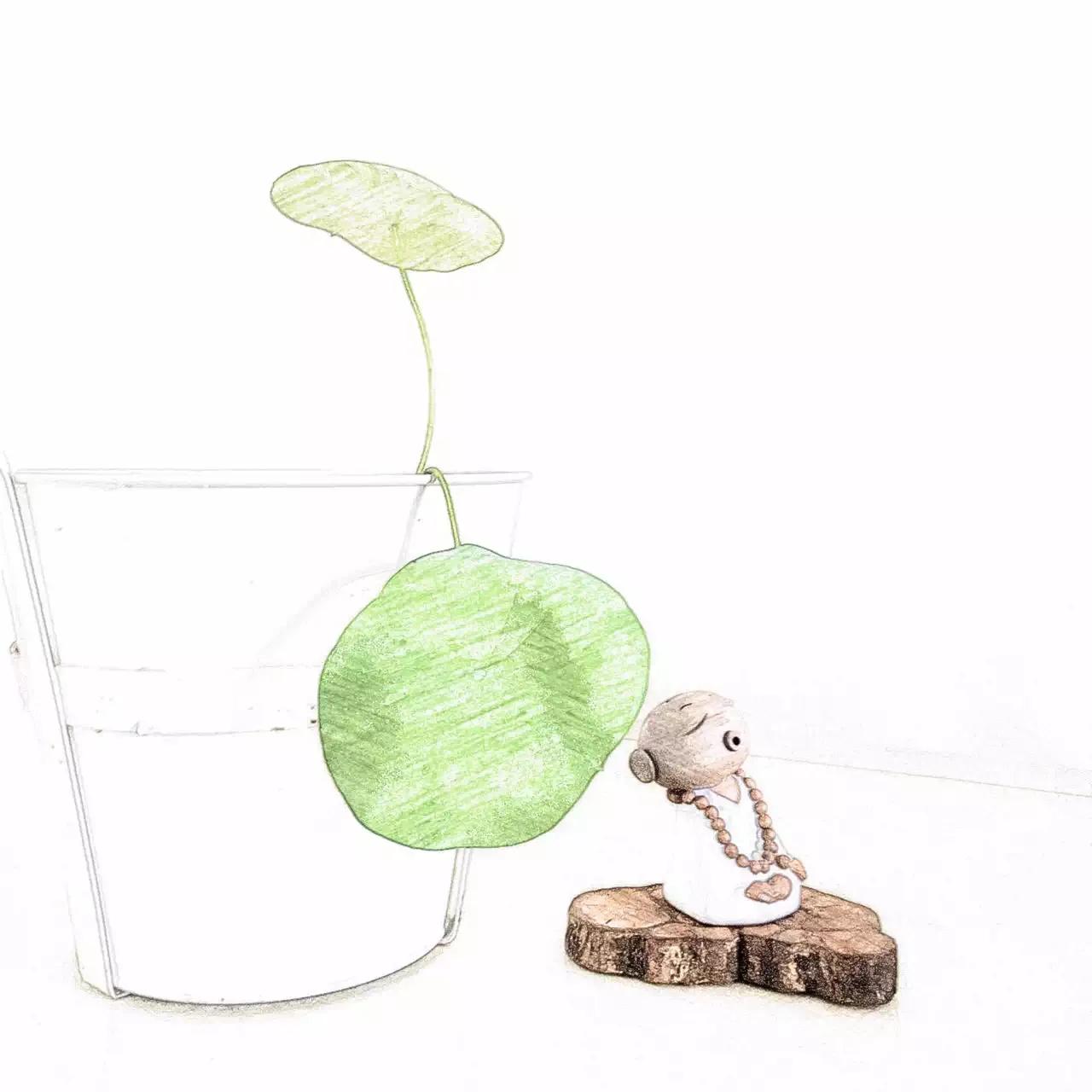 碗中种莲，年复一年花开花落到叶枯