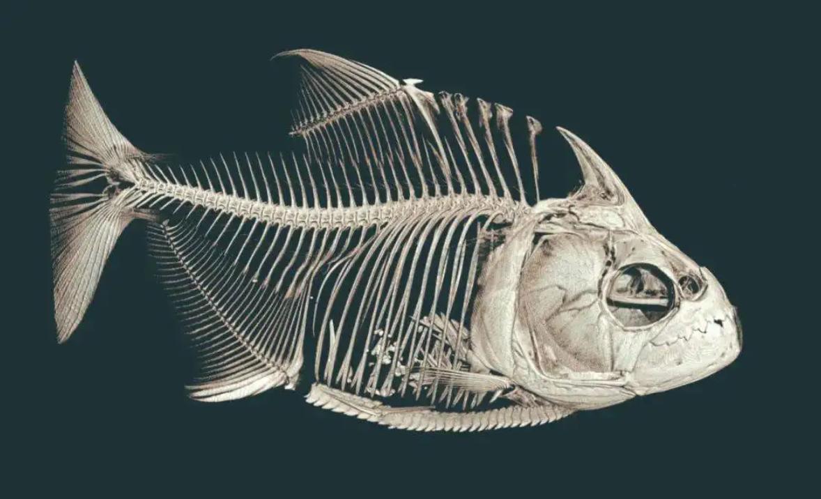 巴西球员被食人鱼吃剩骨,巴西球员惨遭食人鱼