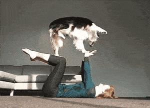 边境牧羊犬为什么不建议养,边境牧羊犬为什么讨人厌