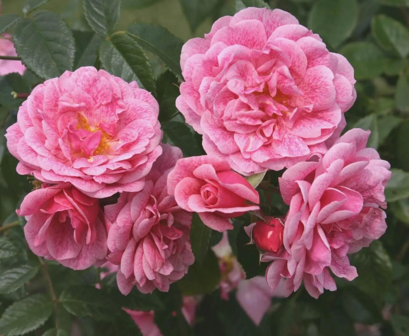 十大名花花卉,国画花卉图片大全