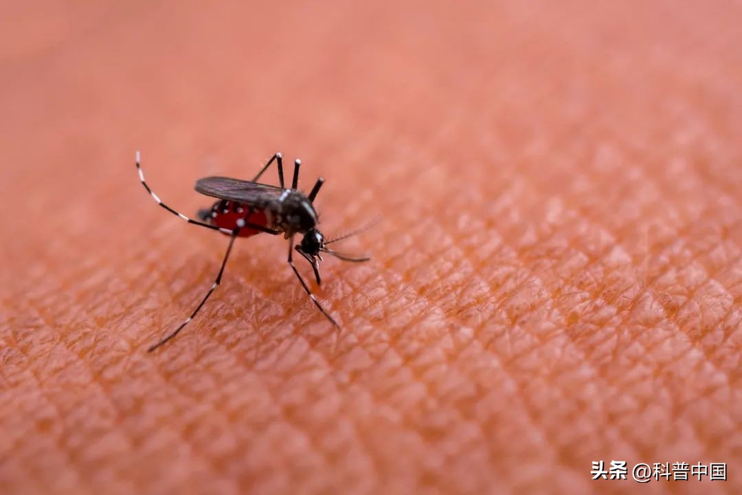 蚊子最爱这六种人,蚊子最爱的男人是谁