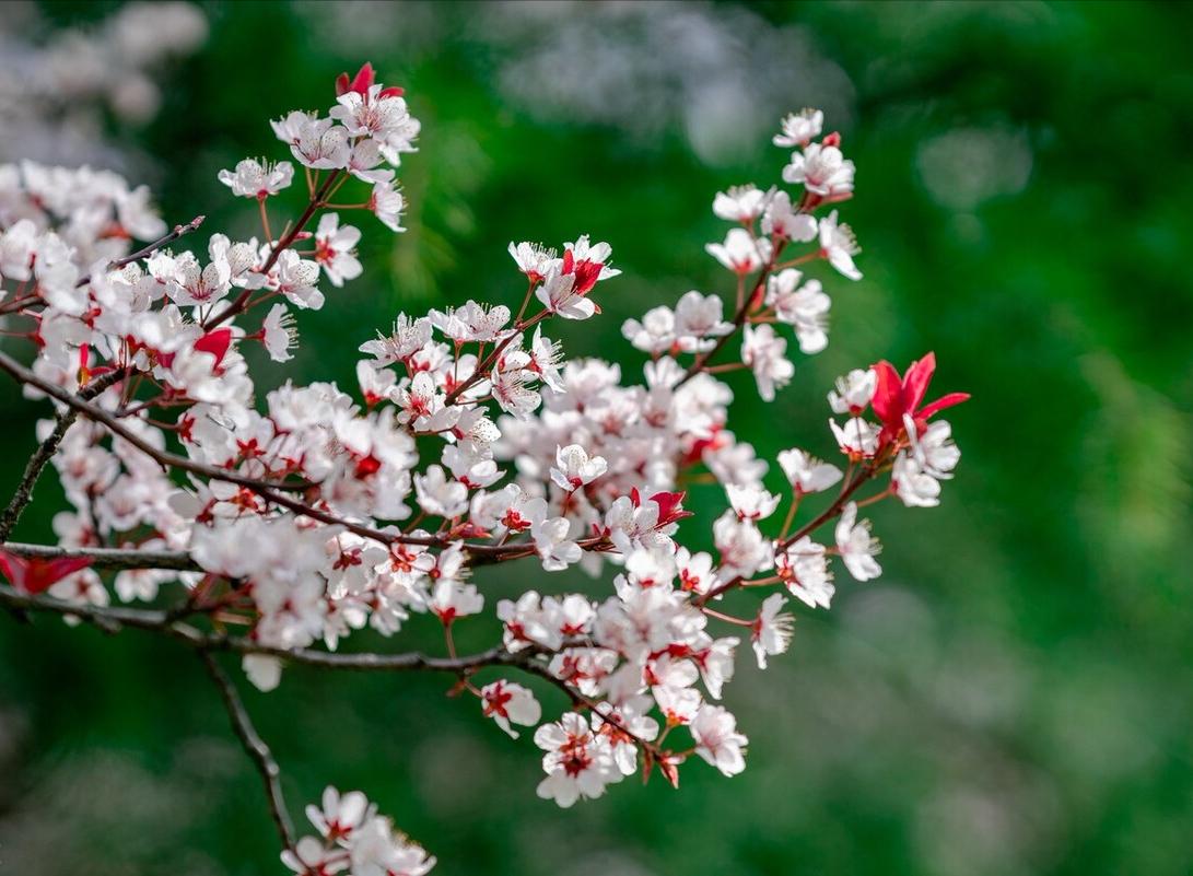 陶渊明诗中的桃花源在哪,陶渊明桃花源记中的桃源