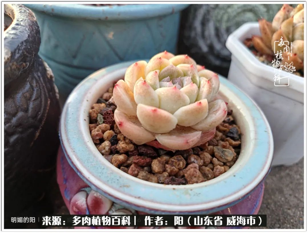 浜洪棿鐑熺伀鑷湁涓囧崈棰滆壊,浜洪棿鐑熺伀鐨嗘槸骞冲嚒棰滆壊