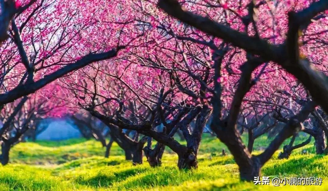 江苏赏梅胜地,江浙沪赏梅小众