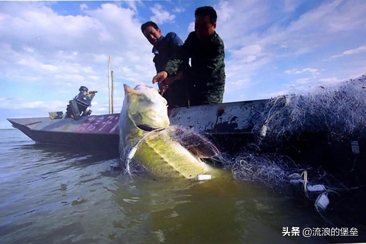 盘点中国最贵的鱼,中国最贵食用鱼是什么鱼