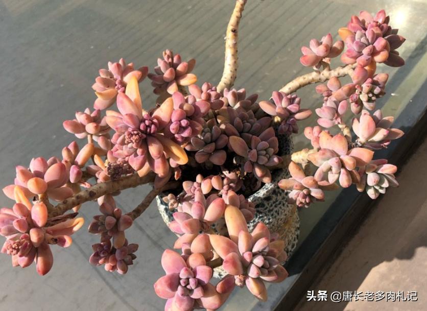 多肉水浇多了又赶上连雨天怎么办,多肉水浇多了的处理措施