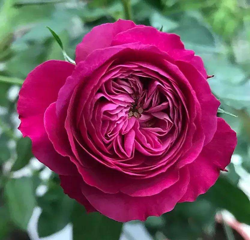 月季规格标准图片,花径最大的月季品种