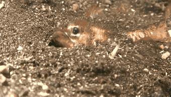 博比特虫遭遇人类袭击,巨型博比特虫