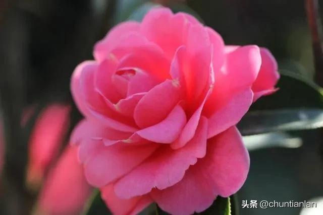 山茶花纯音乐,山茶花