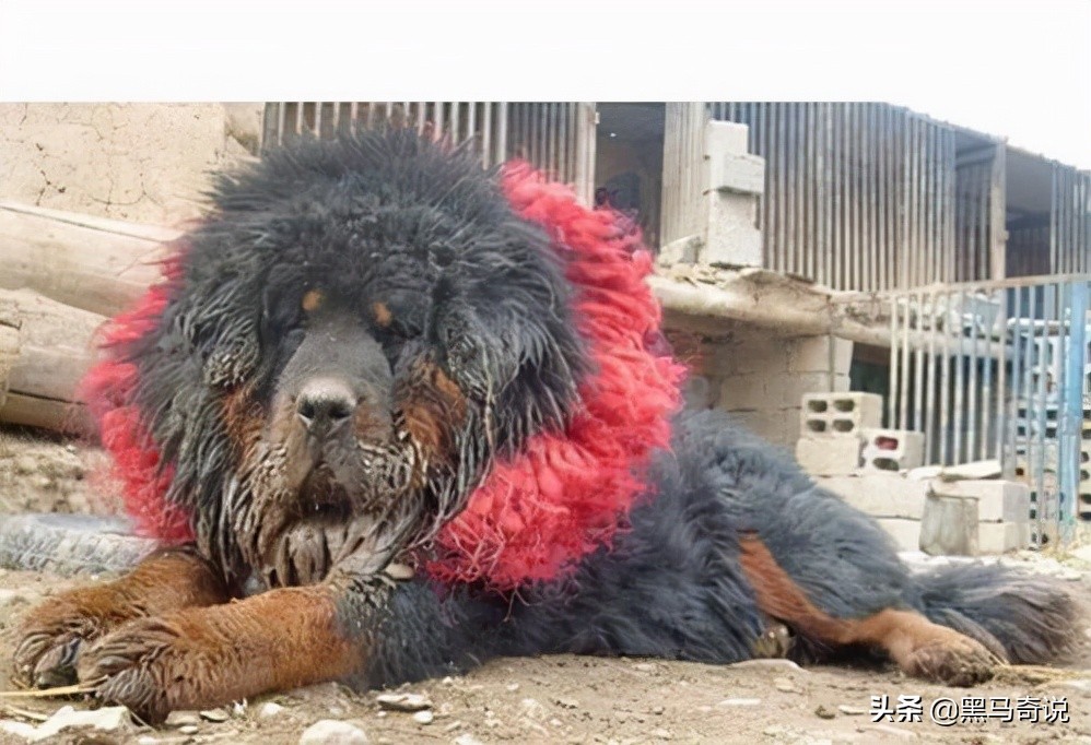 纯种野生藏獒濒临灭绝,藏獒这10年来都经历了啥