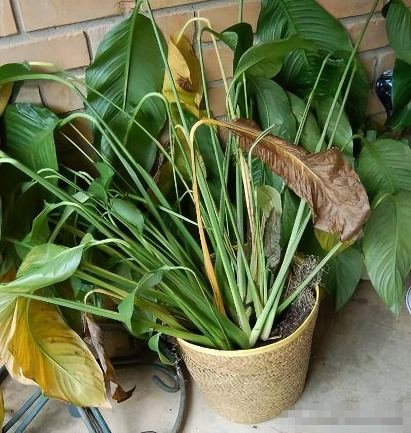 水里倒点酒，给花擦一擦，油光锃亮，比打激素还灵