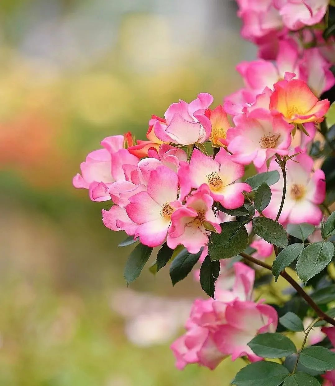 月季玫瑰蔷薇区别,蔷薇月季玫瑰之间的区别