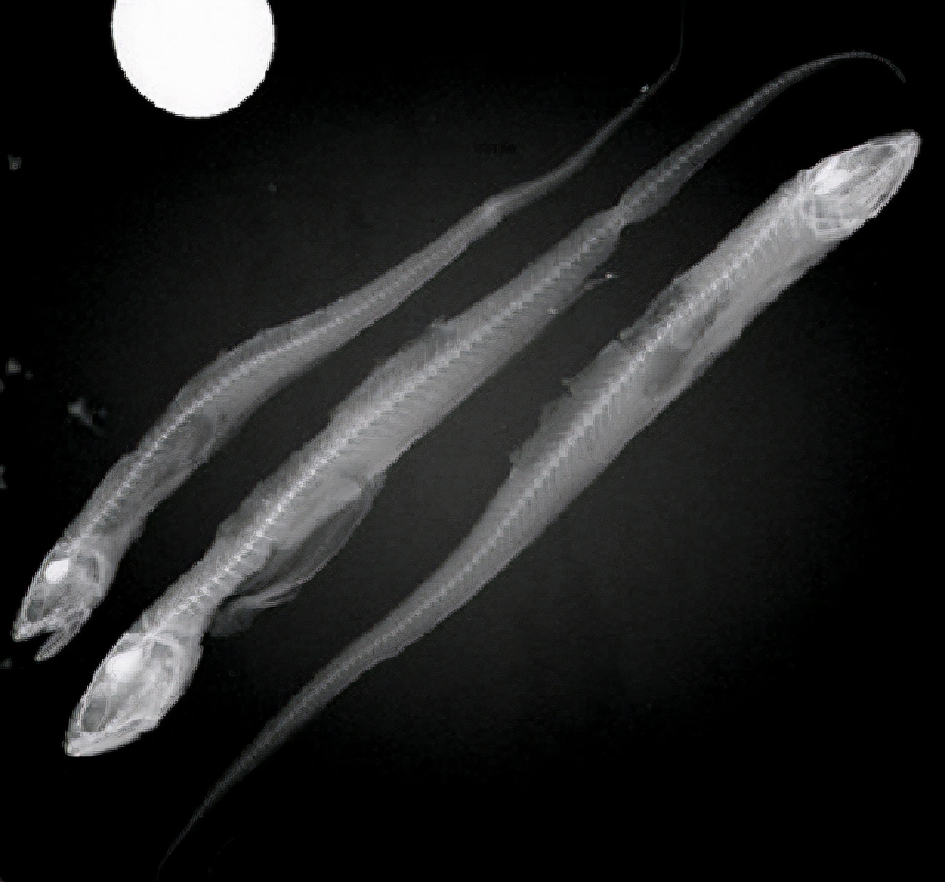 被寄生后的螃蟹还能救回吗,被寄生后的螃蟹长什么样子