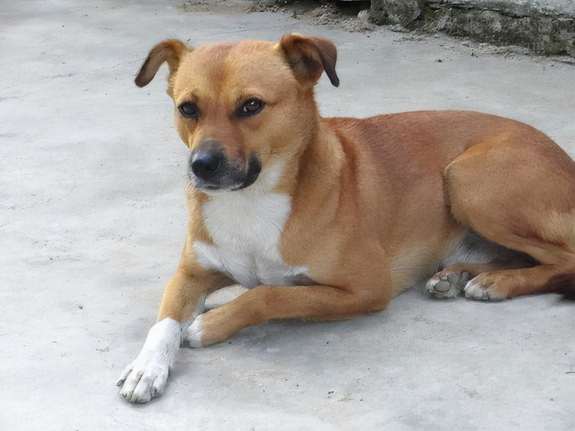 新手养土狗要注意什么呢,养土狗的正确方法和注意事项