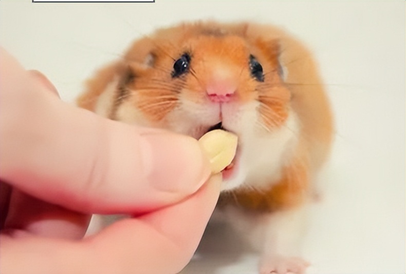 黄金仓鼠为什么叫金丝熊,黄金仓鼠是不是金丝熊