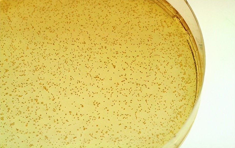 大白菜乳酸菌发酵,白甘蓝与紫甘蓝