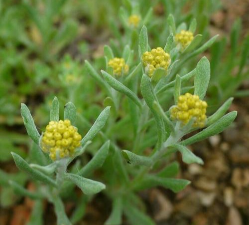 清明期间开的野花有哪些,清明节野花