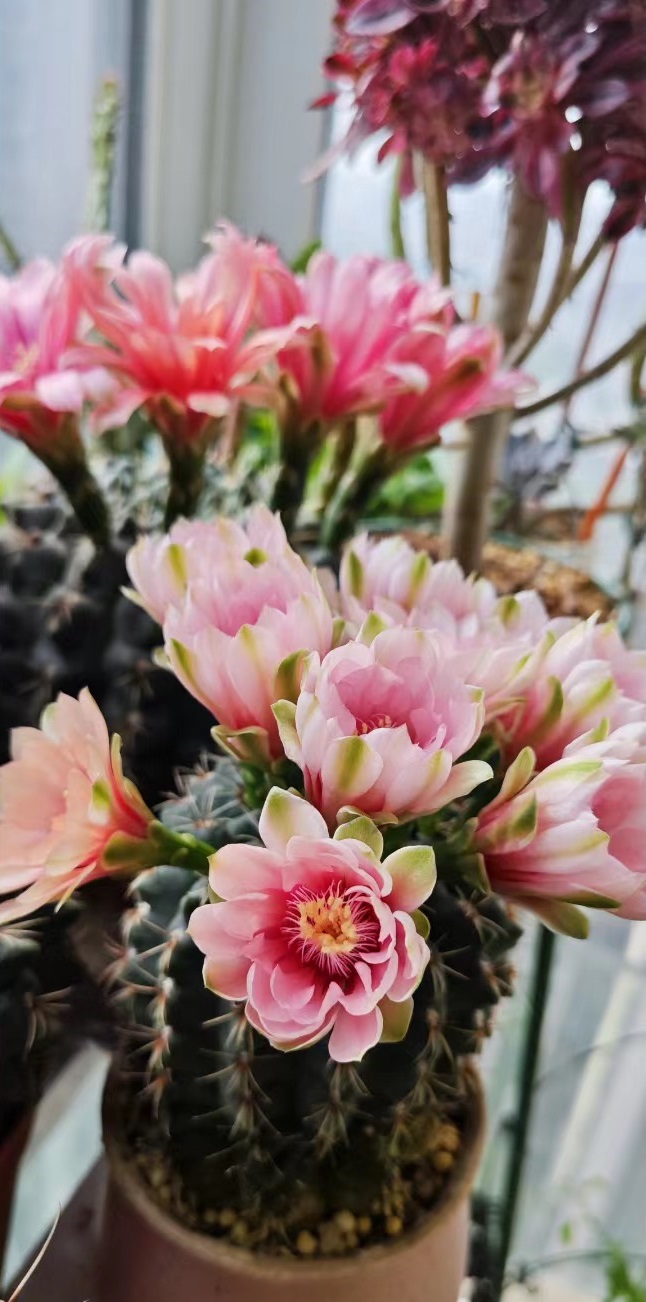 开花勤的仙人球排名,十大最好养的仙人球