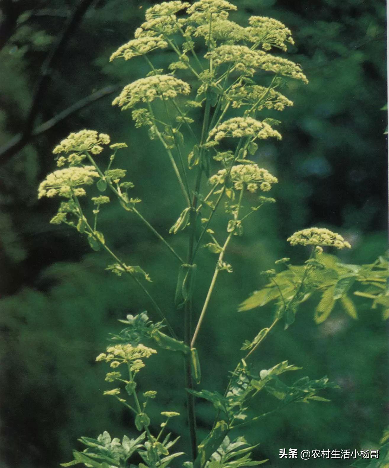 农村土地种什么药材赚钱,农民种地也能致富推荐一种中药材