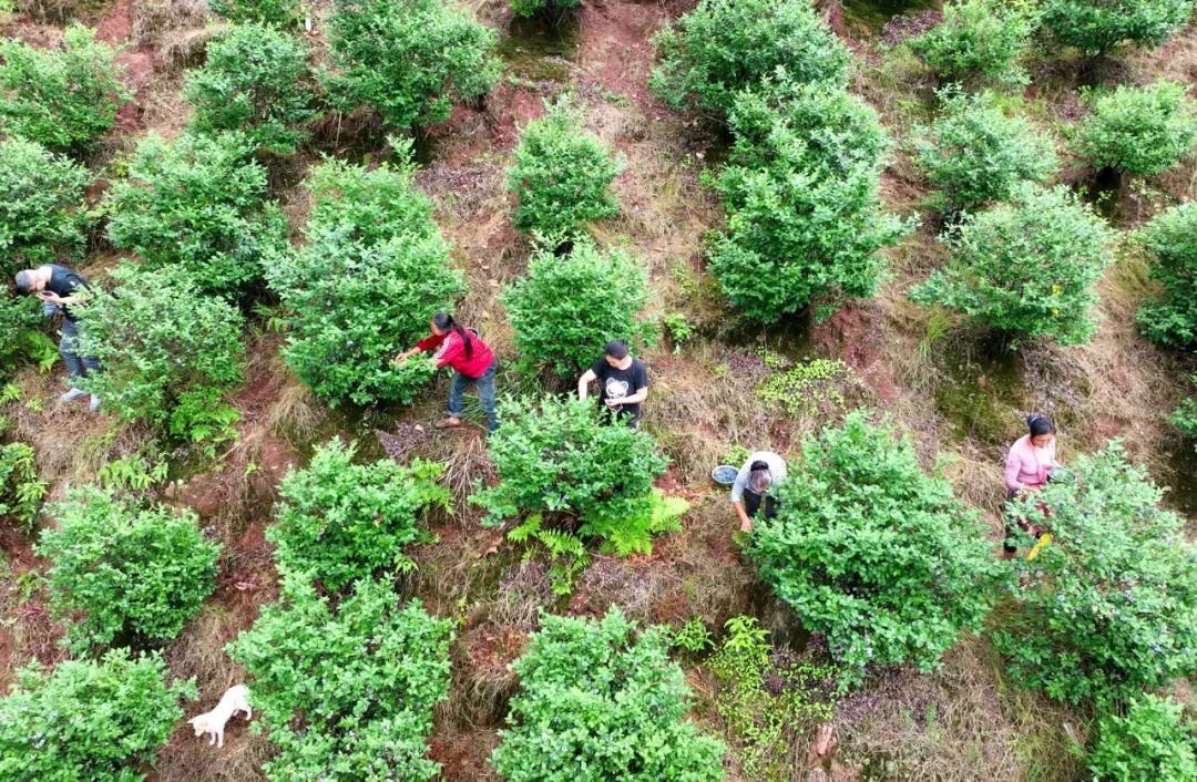 上兴蓝莓采摘,高县复兴镇上坝村
