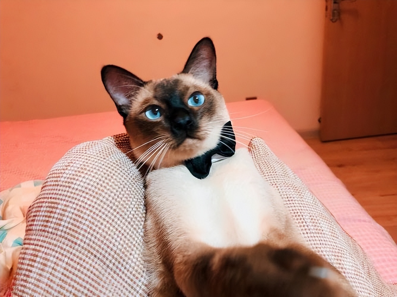 没养过猫的你知道猫咪的小秘密吗 (养猫人必须要知道的猫咪知识)