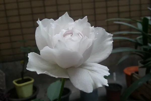 白花月季汇粹：白雪公主、藤冰山、婚礼之路、波莱罗、加百列