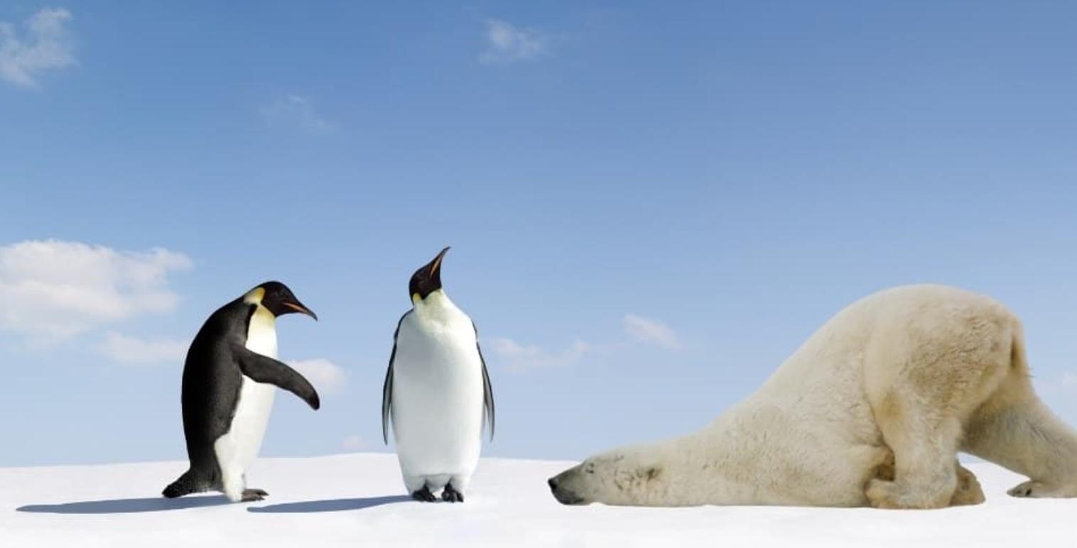 北极为何没有企鹅？80多年前放养在北极的69只企鹅，是何结局？
