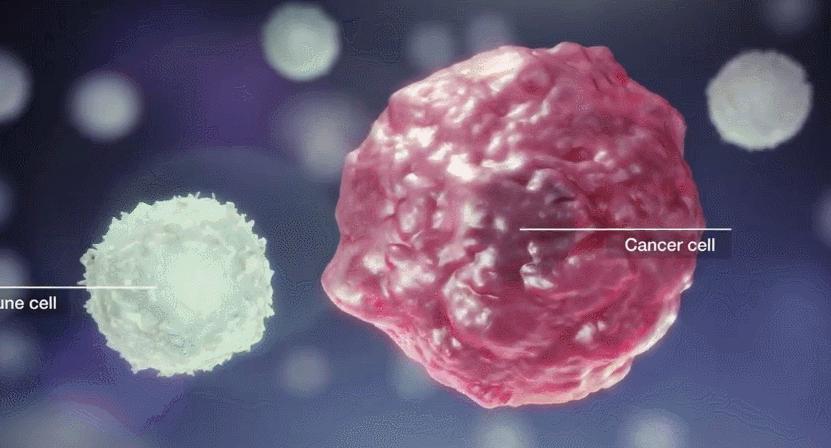 实锤!NK免疫细胞远比人们想象的要强大,它的分泌物也可抗癌