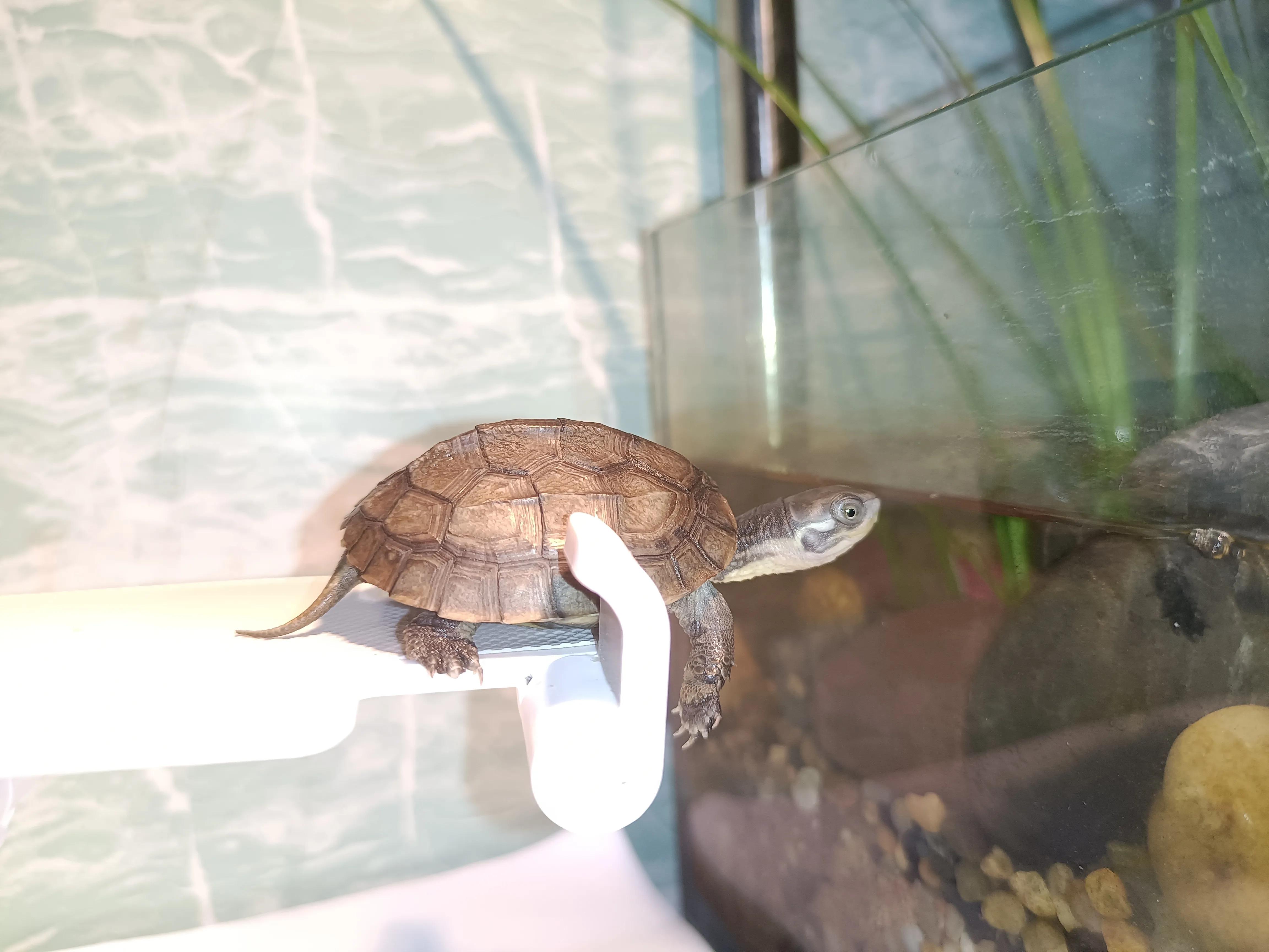 大青龟和小青龟龟苗的区别,新手养龟和老手养龟有什么区别