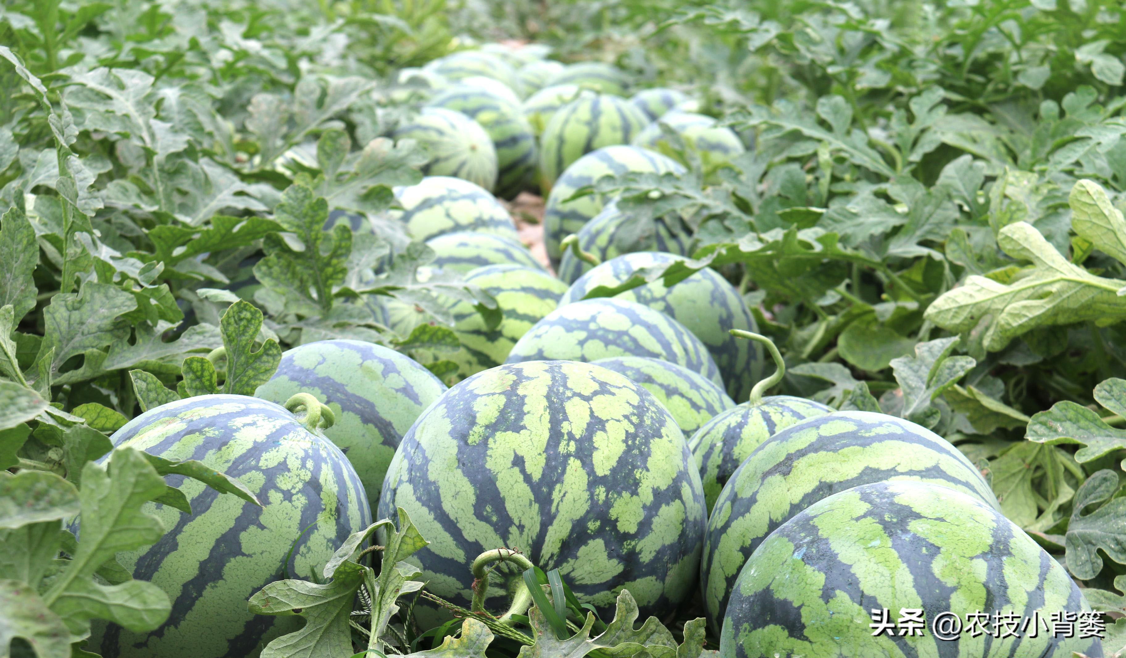 西瓜怎么种植才能高产一点,西瓜有哪些种植管理技巧