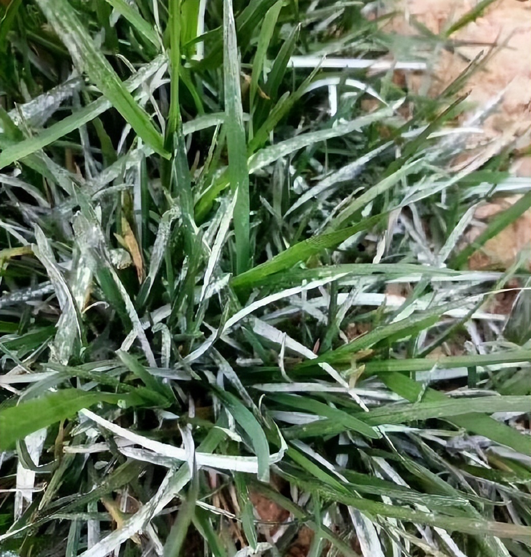 12月份园林绿化养护工作重点,元月份园林养护重点工作