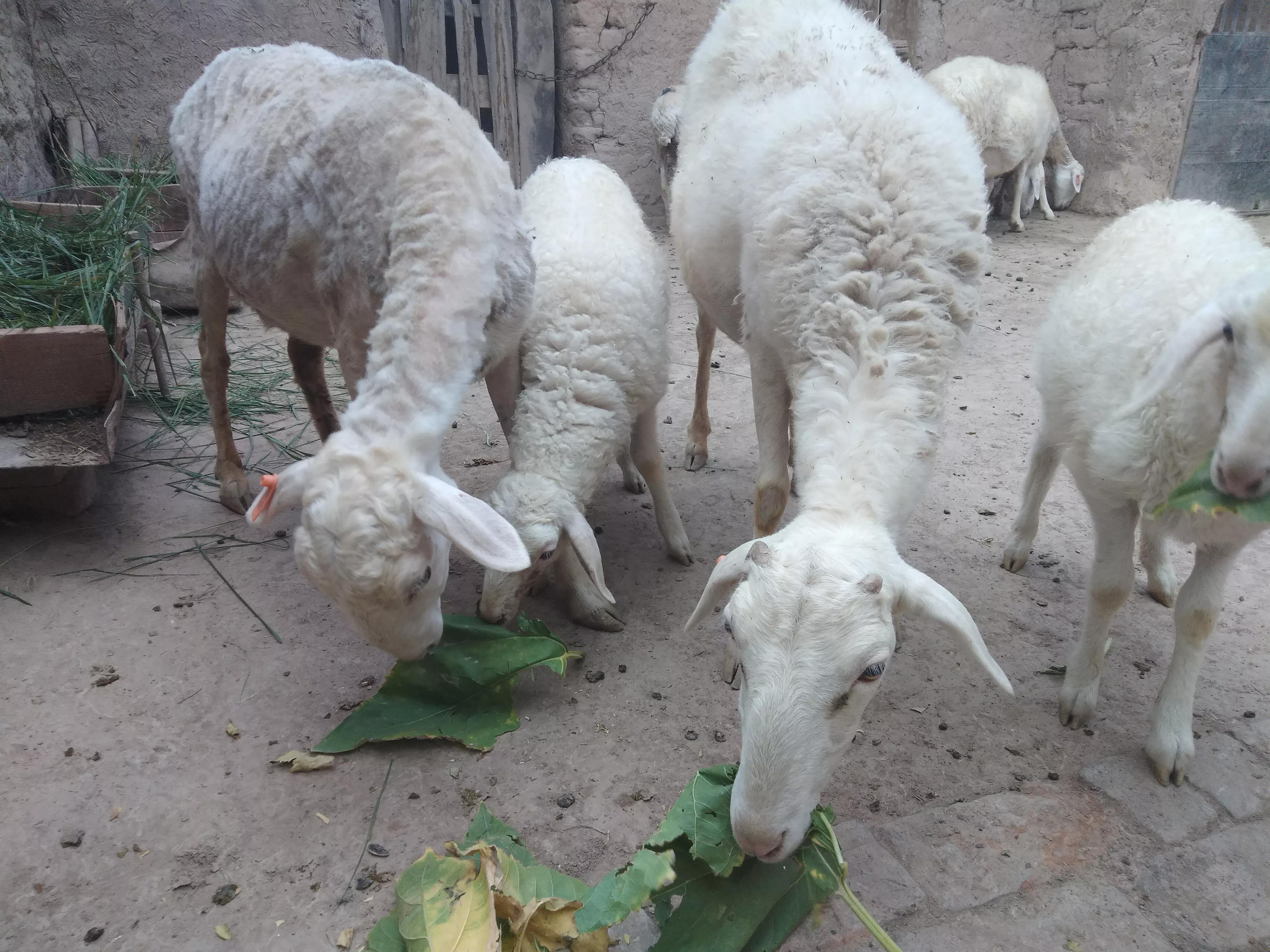 母羊不孕怎么办,养羊常见几种母羊不受孕的原因