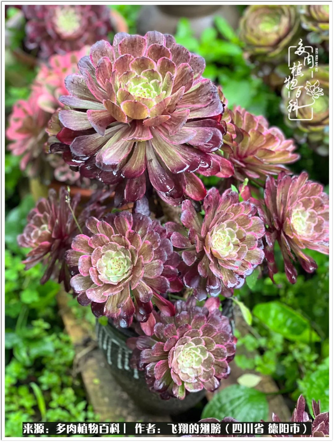 多肉的正确养殖方法冬天怎么养活,多肉怎么养活而且长得快且好看