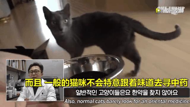 怎么给猫用中医把脉,中医给猫咪吃中药