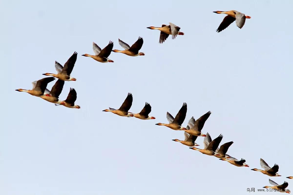 鸿字的吉凶,鸿字吉祥语