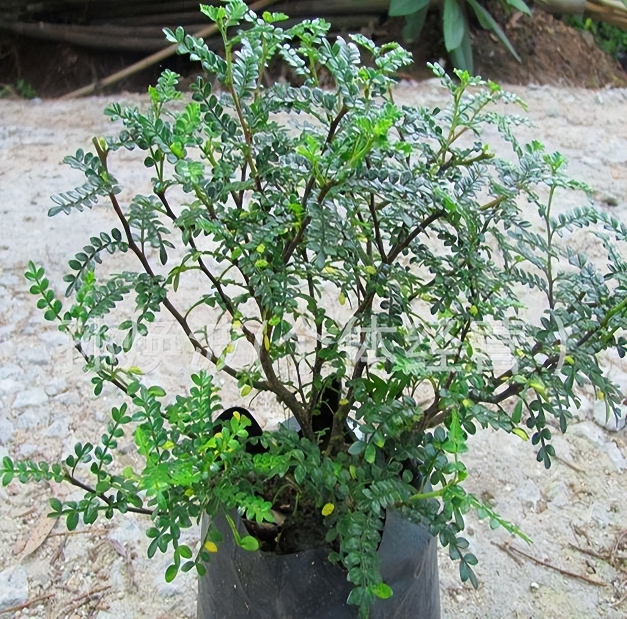 吸甲醛最好易养活的植物,吸甲醛最怕的4种花