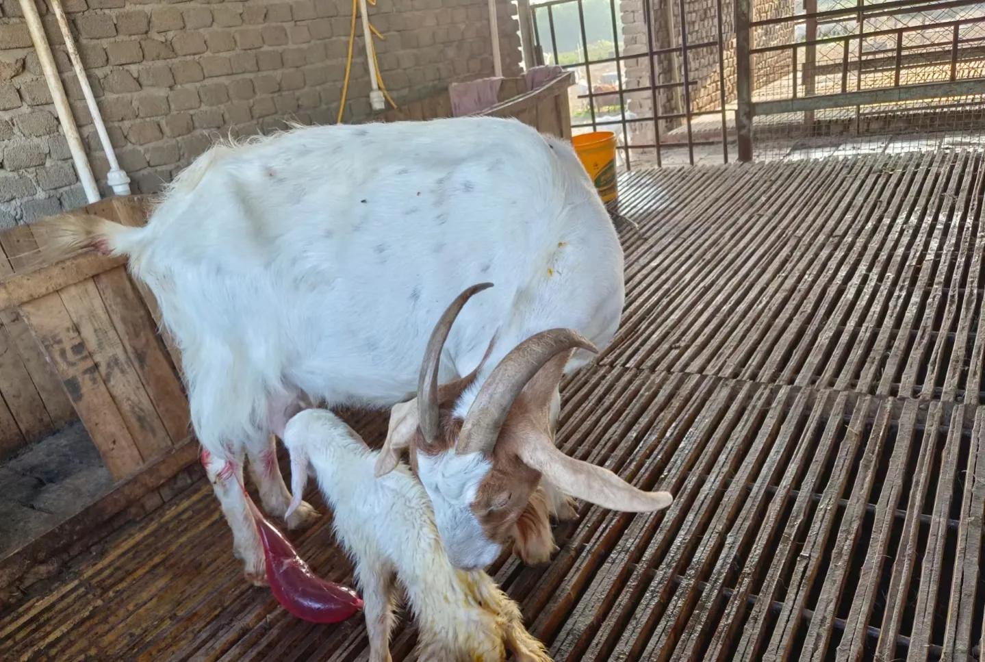 养羊母羊产后管理,养羊新生羔羊的护理视频