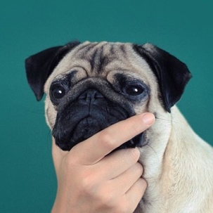 巴哥滑滑板怎么教,巴哥滑板训练