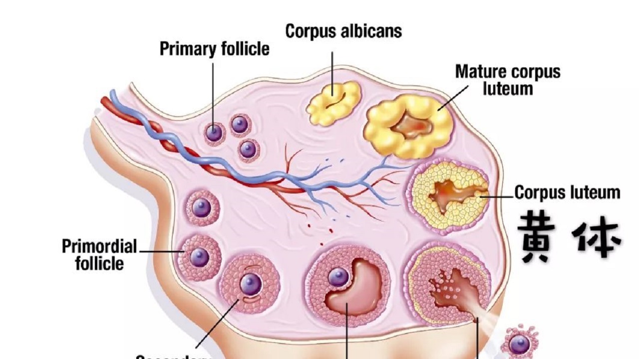 黄体破裂急诊找内科还是外科,一天三次急诊
