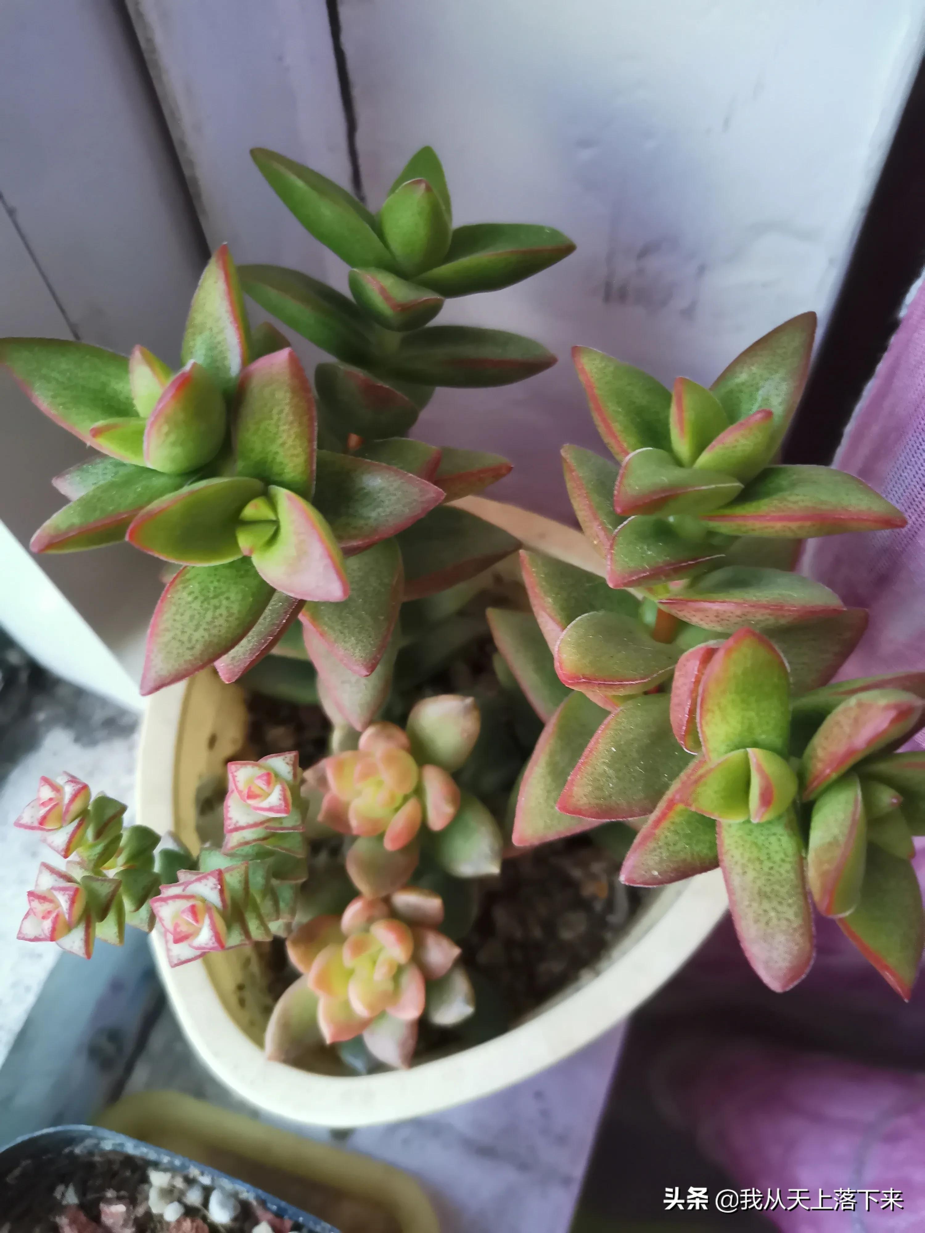 多肉品种及图片大全欣赏,多肉品种辨别图片大全欣赏