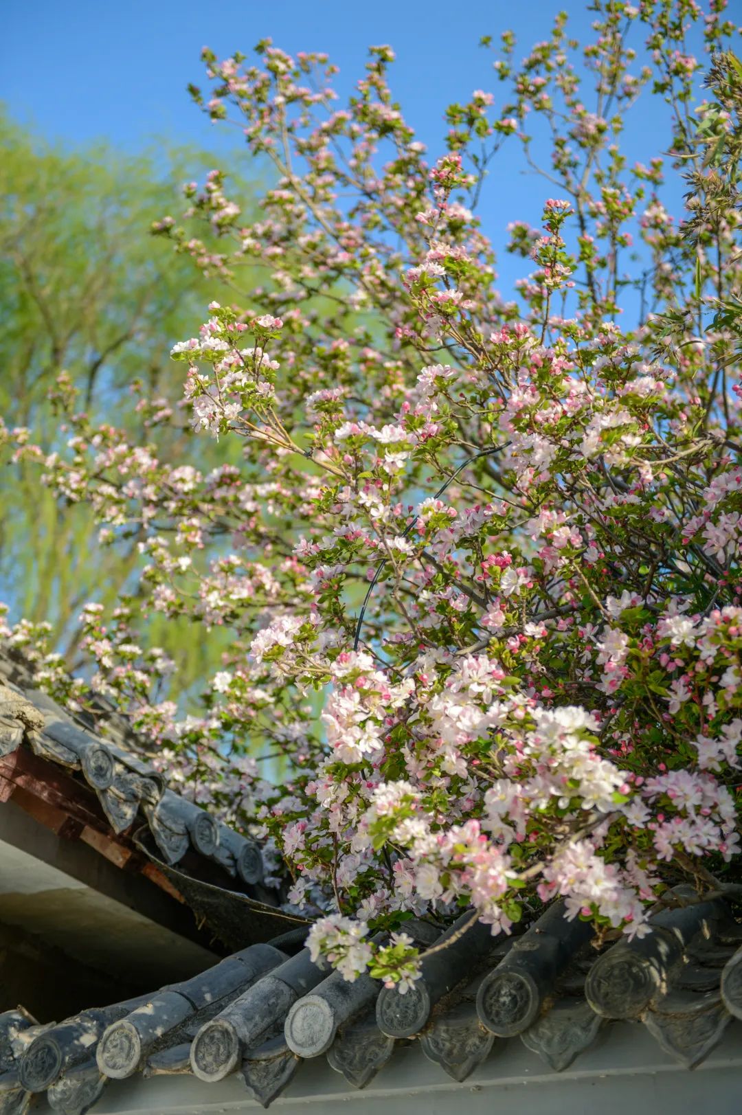济南这个周末适合哪里赏花,济南春天赏花好去处