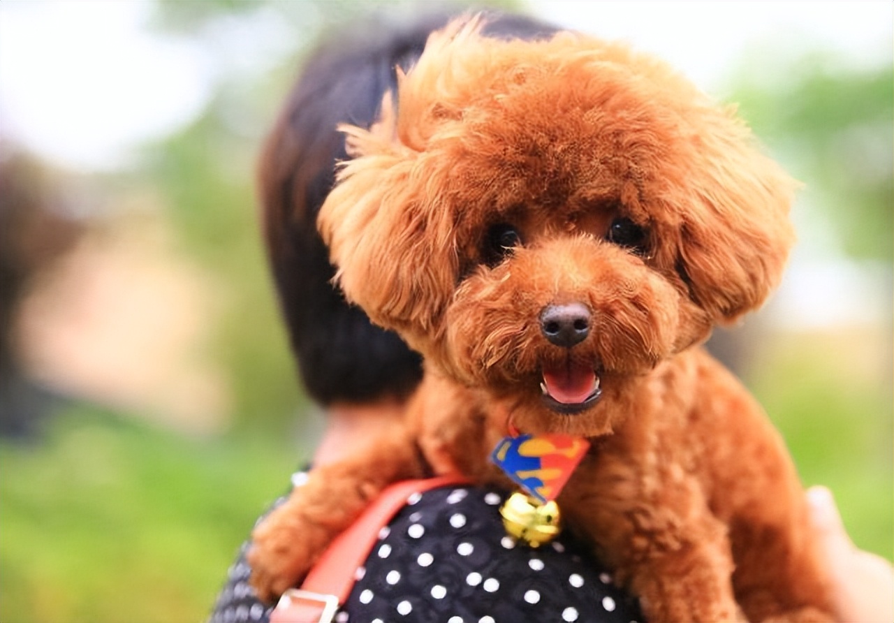 泰迪犬的年龄多大算正常,泰迪犬牙齿年龄对照表
