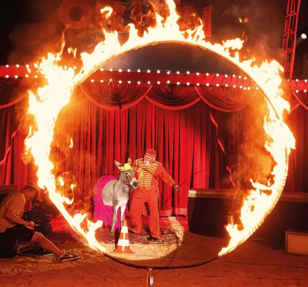 关于驴的电影大全,关于驴的电影解说