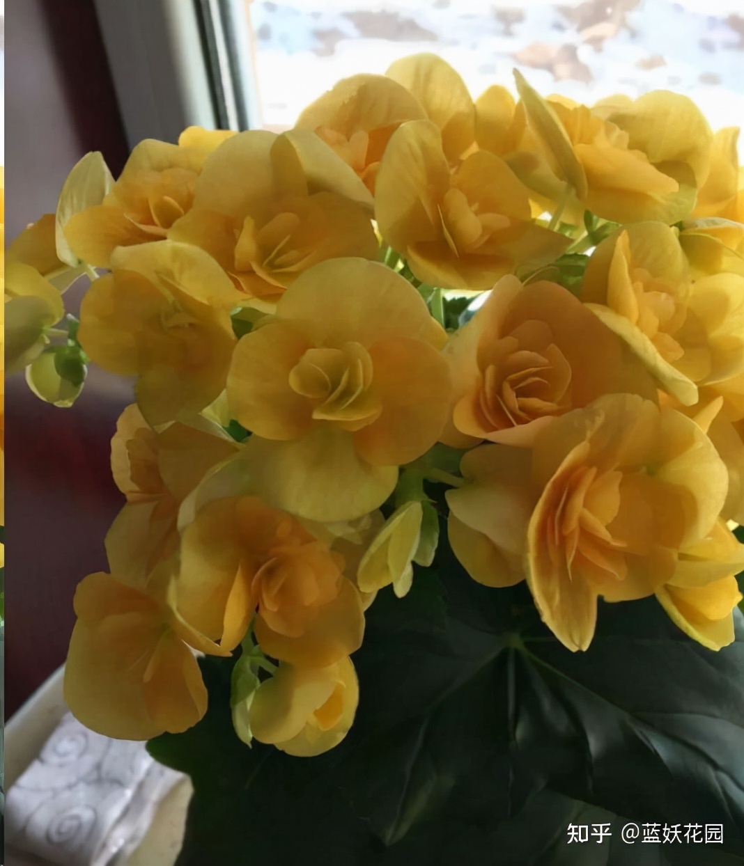 丽格海棠怎么才能养好,怎么才能养好丽格海棠花