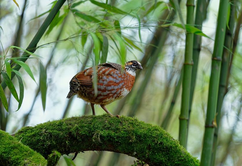 四川发现熊猫是真的吗,中华鹧鸪是濒危物种吗
