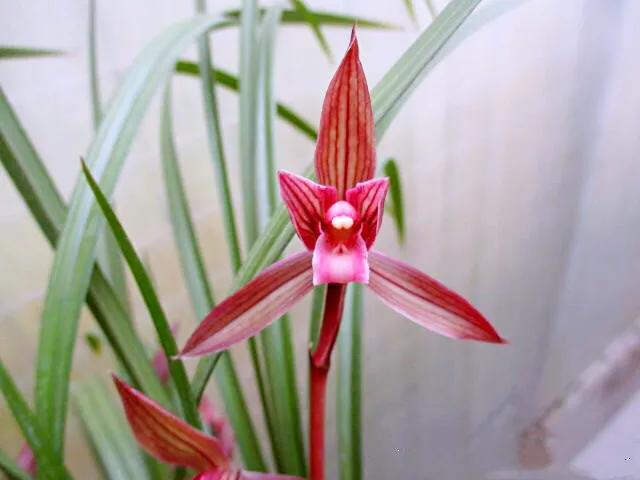 春剑中华红素兰花多少钱一苗,春剑中华红素上盆效果图