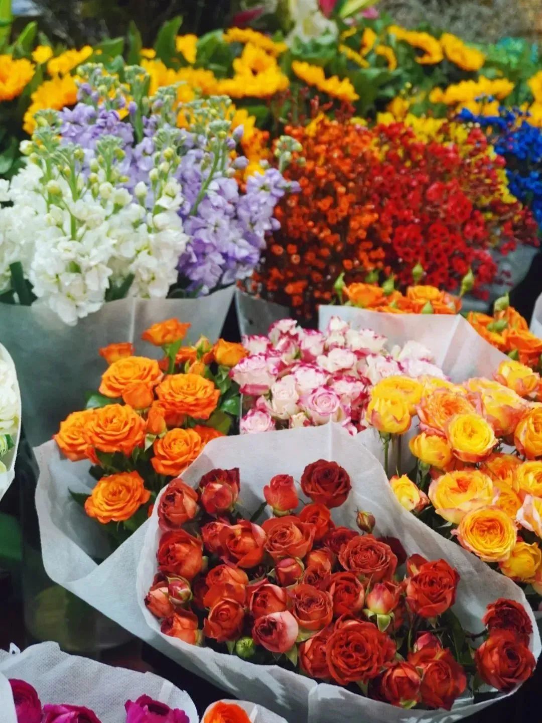 雨雪天气,来济南这些宝藏花市再合适不过了!快去把春天的浪漫抱回家吧!
