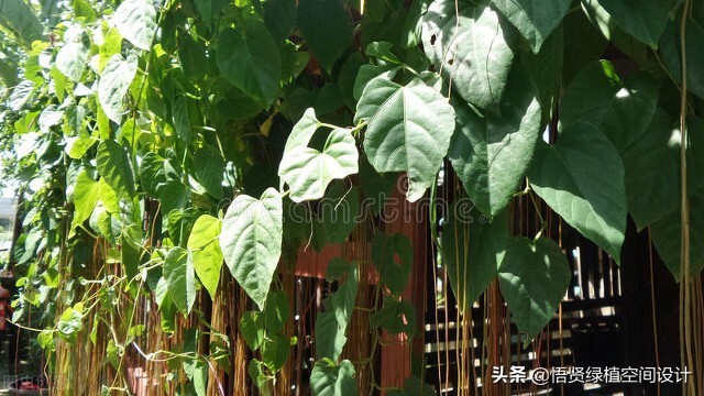 室内盆栽去甲醛植物不需要阳光,绿植盆栽桌面盆栽吸甲醛净化空气
